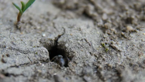 Ants get out of the hole Stock Footage 88470429