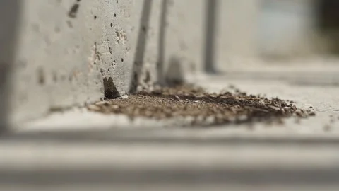 The ants get out of the hole Stockbeeldmateriaal 90222565