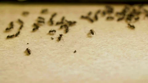 Ants get scared of noise and scatter on woods table in the kitchen Vídeo Stock 135749308