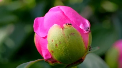 Ants Getting Nectar From A Peony Plant Stock Footage 110993282