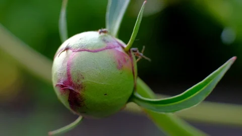 Ants Getting Nectar From A Peony Plant. Stock Footage 110993722