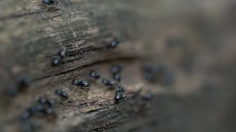 Ants go down tree through very shallow depth of field, brave bug Stock Footage 120136823
