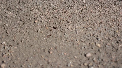 Ants go marching 스톡 동영상 52262478