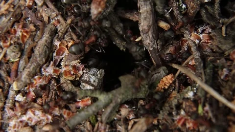 Ants go their own paths to the anthill. The entrance to the anthill  asmr Stock Footage 244181381