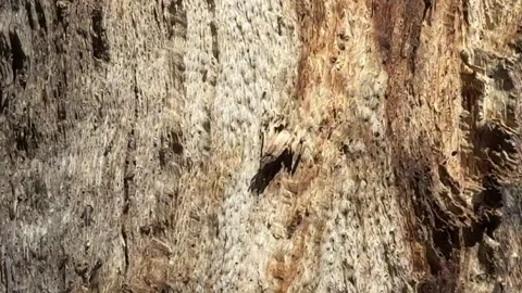 Ants going up and down a tree trunk Stock Footage 311121449