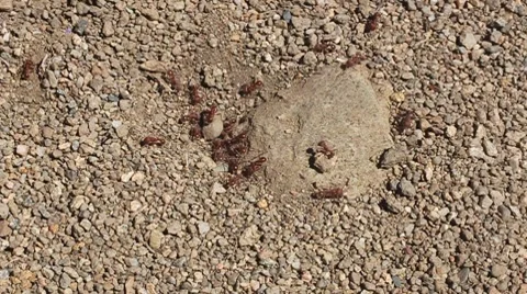 Ants going in and out of a ant hole Stock Footage 7740637