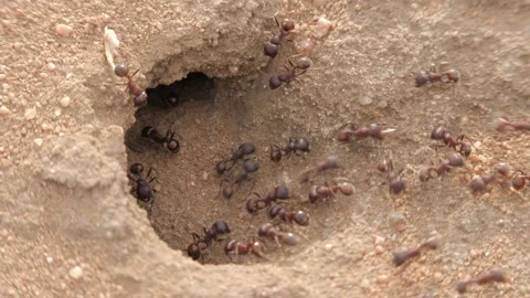 Ants Going Into Ground- Slow Mo 库存影片 156880177