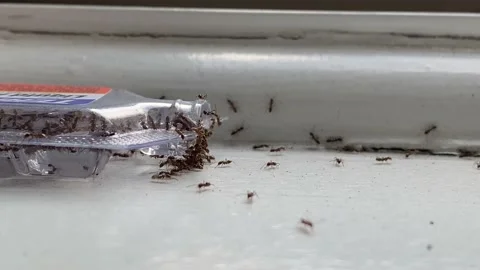 Ants going intro Trap Stock Footage 146533523
