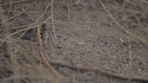 Ants going to their hive 스톡 동영상 108726659
