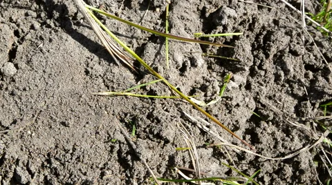 Ants in the grass 動画素材 49195420