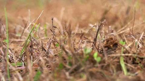 Ants in the grass. Video stock 82080051