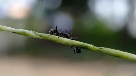 Ants on the grass Vidéo 218995759
