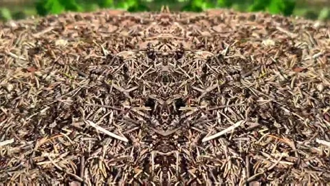 Ants on the grass, large acceleration Stock Footage 319787840