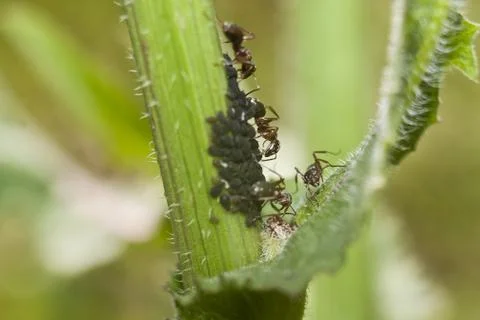 Ants graze aphids. Stock-Fotos