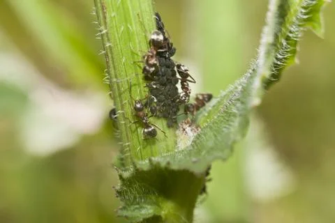 Ants graze aphids. Stock Photos