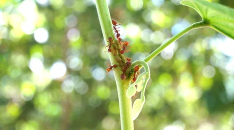 Ants on the green leaf 動画素材 36441041