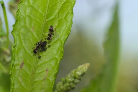 Ants on a green leaf. Stock Photos