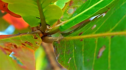 Ants on green leaves 動画素材 35750281