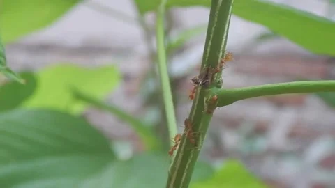 Ants on green tree branch Stock Footage 256422016
