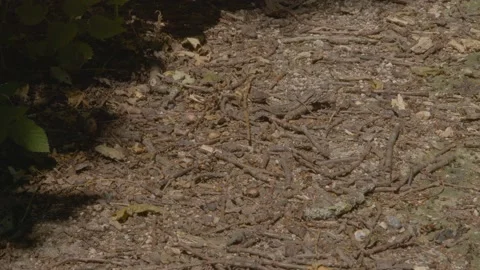 Ants On Ground 4K UHD Close up Stock-Footage 197408722