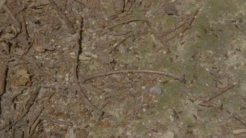 Ants On Ground 4K UHD Close up Stock-Footage 197410871