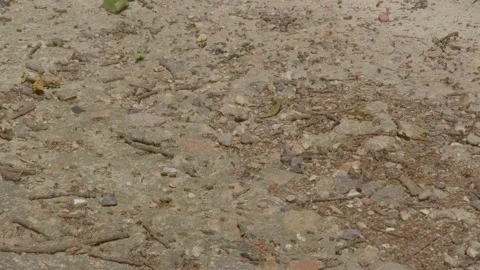 Ants On Ground 4K UHD Stock-Footage 197404035