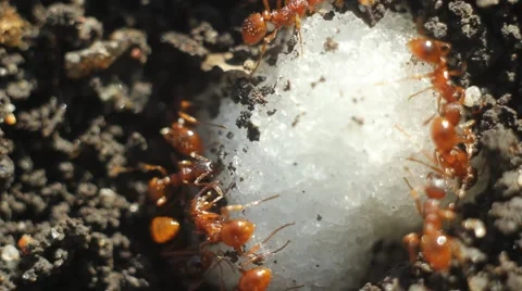 Ants on the ground close-up. Stock Footage 63303012