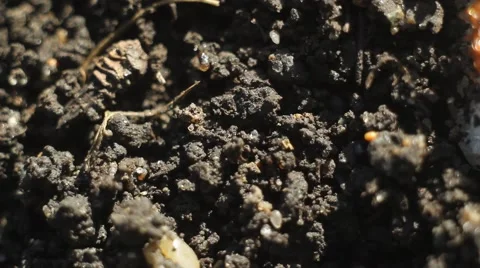 Ants on the ground close-up. Stock Footage 63303026