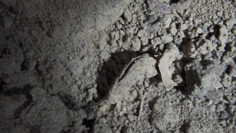 Ants on the Ground Closeup Stock-Footage 115594972