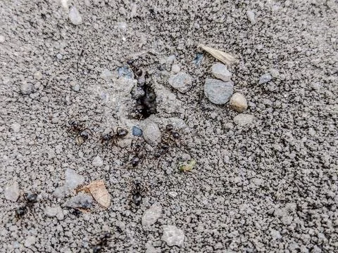 Ants on the ground - closeup view Stock Photos