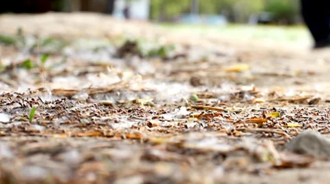 Ants on the ground Video stock 34420348