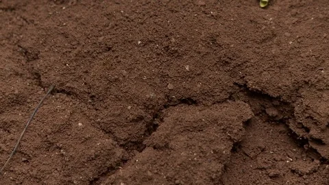 Ants on the ground Video stock 81419638