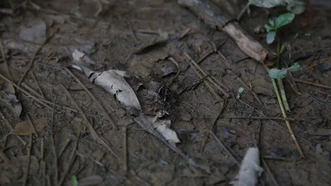 Ants on the ground Stock Footage 103044532