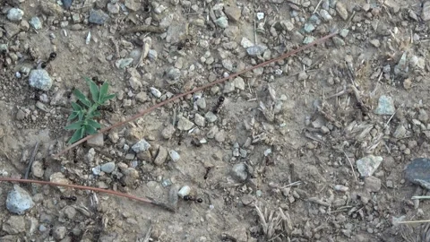 Ants on the ground Video stock 255523258