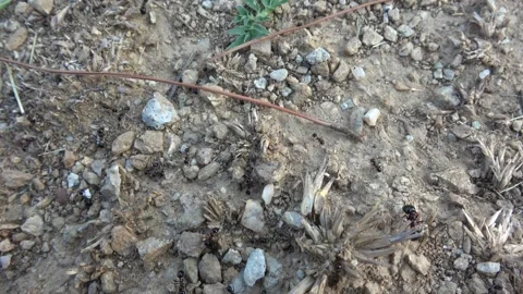Ants on the ground 스톡 동영상 255523298