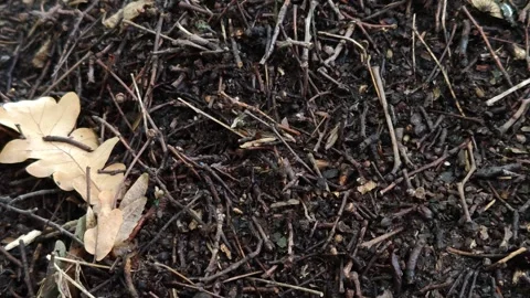 Ants in the ground Stock Footage 318414966