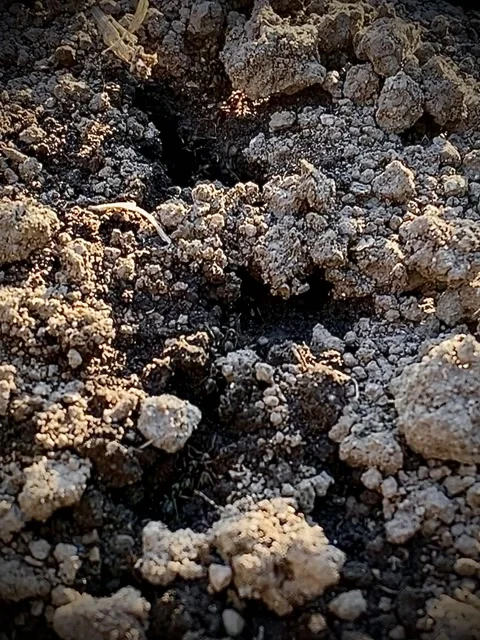 Ants in the ground move one after another 動画素材 195423721