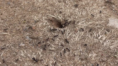 Ants ground nest Stock Footage 111719281