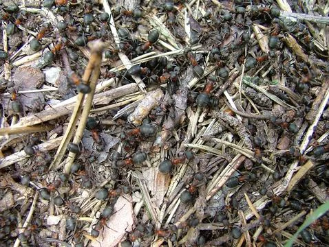 Ants on the ground Stock Photos