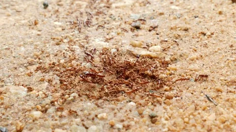 Ants on the ground1 Stock Footage 109320540