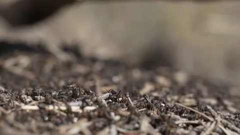 Ants group insect Stock-Footage 273698724