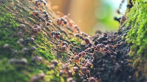 Ants grouping on a tree, Macro Shot 動画素材 287047304