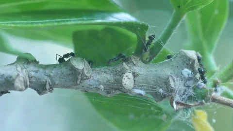 Ants guarding aphid 스톡 동영상 97887499