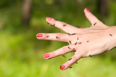 Ants on hand Foto stock