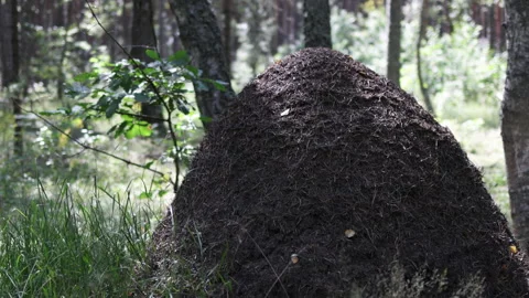 Ants have built a huge anthill in the forest. Stock Footage 314798024