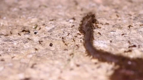 Ants have caught the worm Stock Footage 56375885