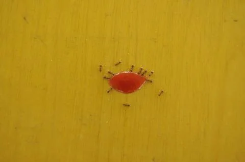 Ants having a snack Stock Photos