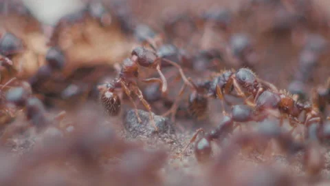 Ants HD Slowmotion Stock Footage 130688581