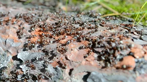 Ants heap closeup on the tree, summer environment diversity. Stock-Footage 52600274