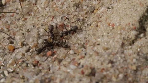 Ants helping each other Stock Footage 43904905